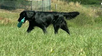 43 Despina bringt...